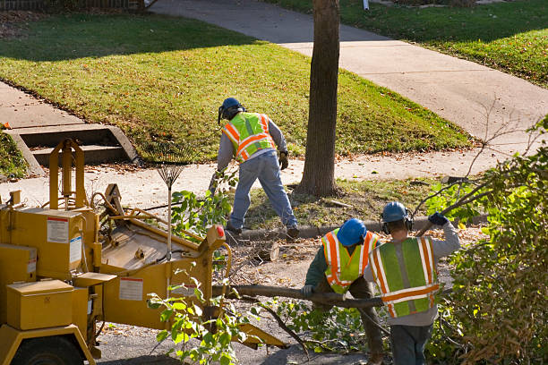 Best Tree Maintenance Programs  in Key Largo, FL